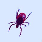 Investigation Into U.S. Military Bioweapons-Origin of Tick-Borne Lyme Disease Successfully Added to 2026 National Defense Authorization Act