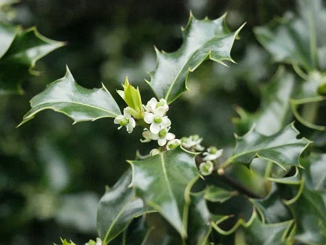 Soft hawthorn and holly blossoms bloom side by side in delicate shades of pink and white, their thorned branches and tender petals reflecting the quiet balance between protection and openness. Photos by Bridget Austin.