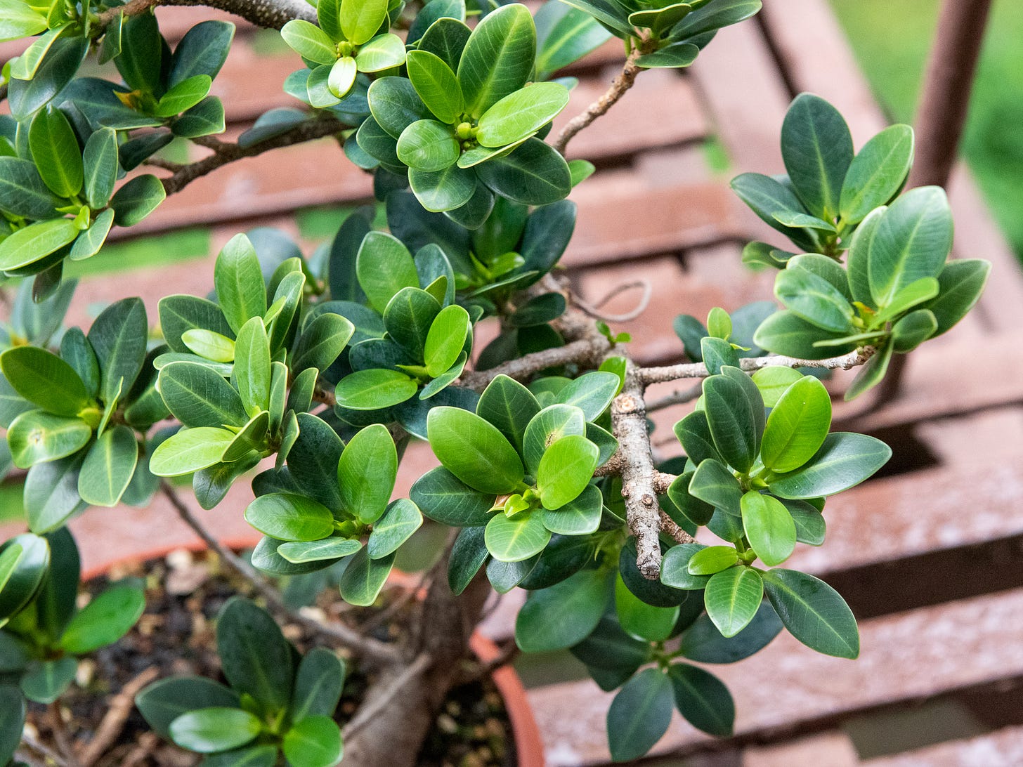 ID: Photo of the right trunk of the ficus.