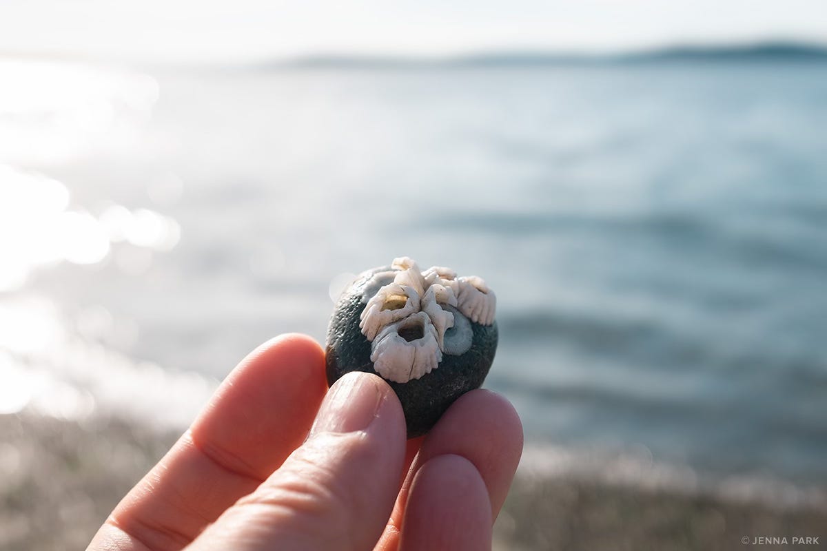 A rock with barnacles