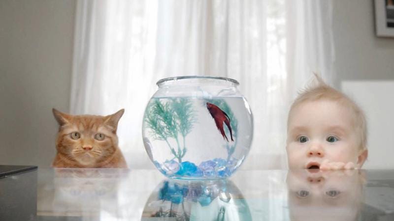 Caption Perspective: Oh what a difference even a slight shift can make! (Image courtesy of Desiree L. Rover's Presentation on Vaccinations, August 1, 2009) Caption Perspective: Oh what a difference even a slight shift can make!