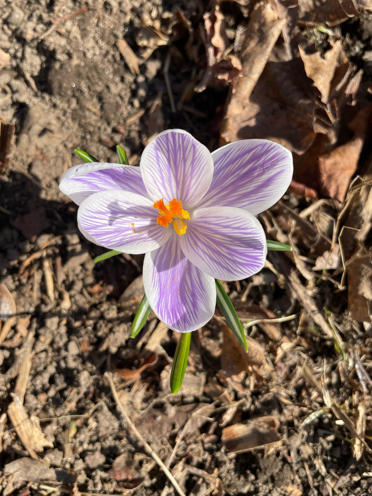 crocus upclose