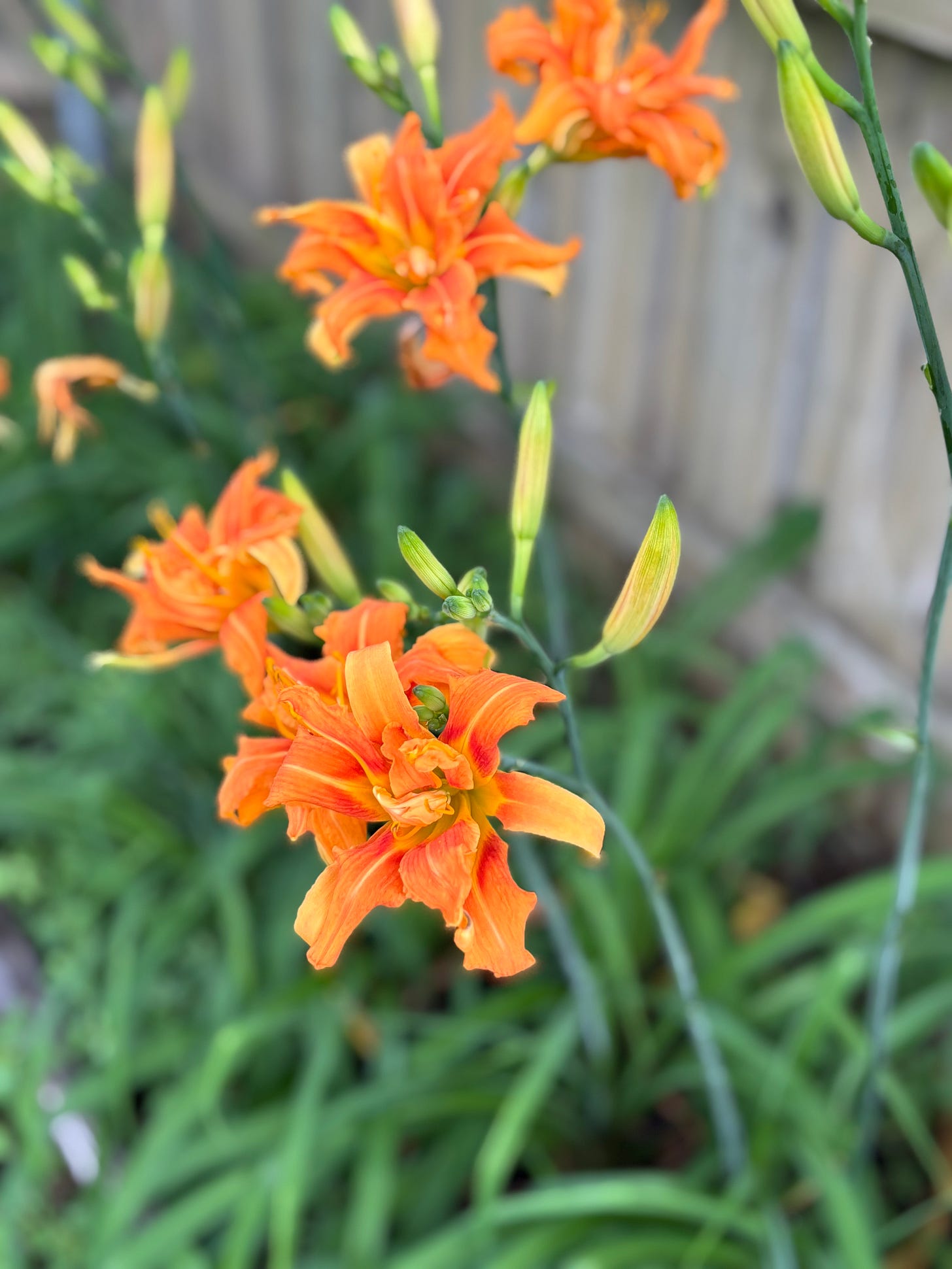 Picture of Tiger Lillies