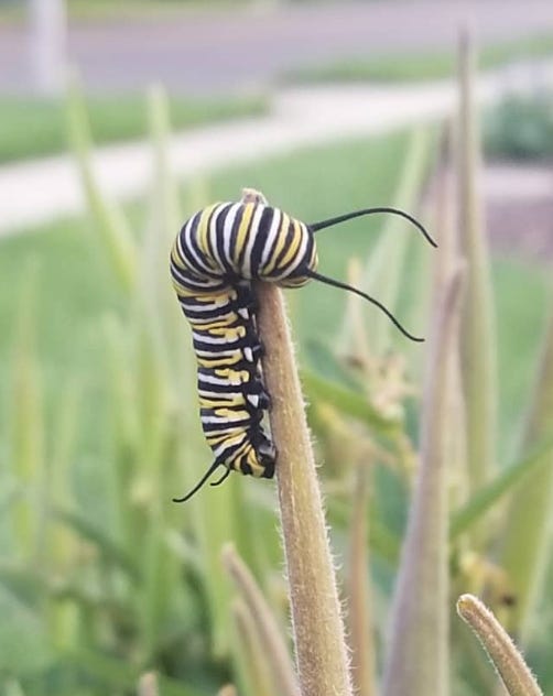 My Suburban Garden Journal