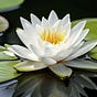 anandi | आनंदी | アナンディ's avatar