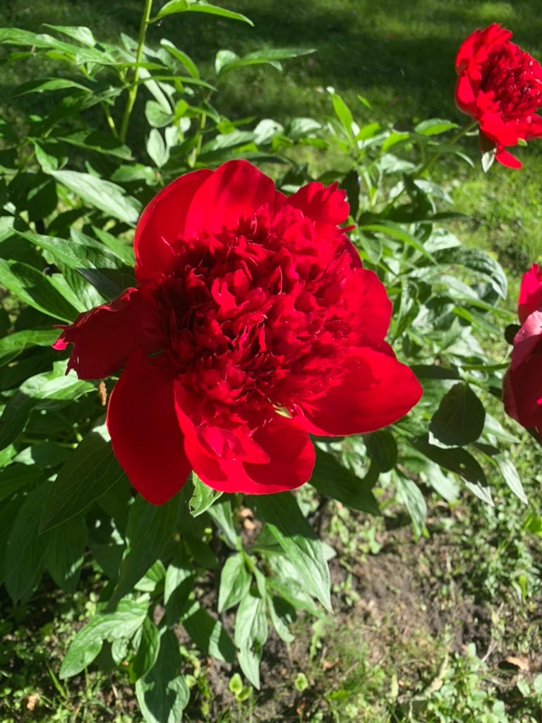 A close up of a red flower

Description automatically generated