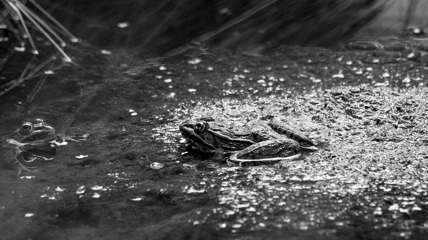 A horizontal black-and-white wildlife photo featuring two frogs at the edge of a body of water. In the foreground, a frog rests partially submerged along a wet, textured bank, its patterned skin and prominent eye in sharp focus. To the far left, a second frog peers cautiously out of the darker water, with only its head and eyes breaking the reflective surface. A horizontal black-and-white wildlife photo featuring two frogs at the edge of a body of water. In the foreground, a frog rests partially submerged along a wet, textured bank, its patterned skin and prominent eye in sharp focus. To the far left, a second frog peers cautiously out of the darker water, with only its head and eyes breaking the reflective surface.