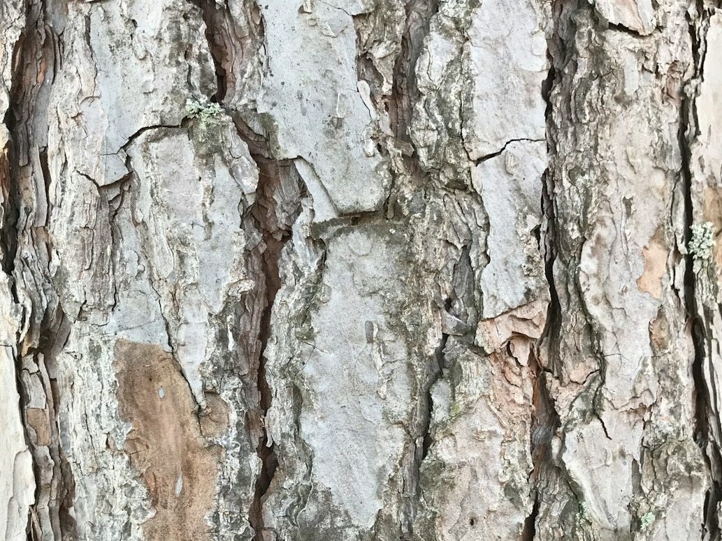 brown and green tree trunk