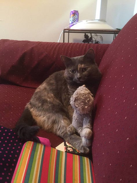 Seven photos of Dilly, a dilute tortoiseshell cat, in various poses.