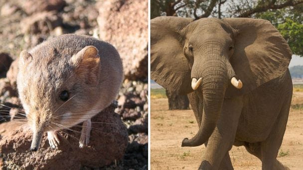 Newly Discovered Mouse-Like Mammal and Elephants Are Long Lost Cousins -  ABC News