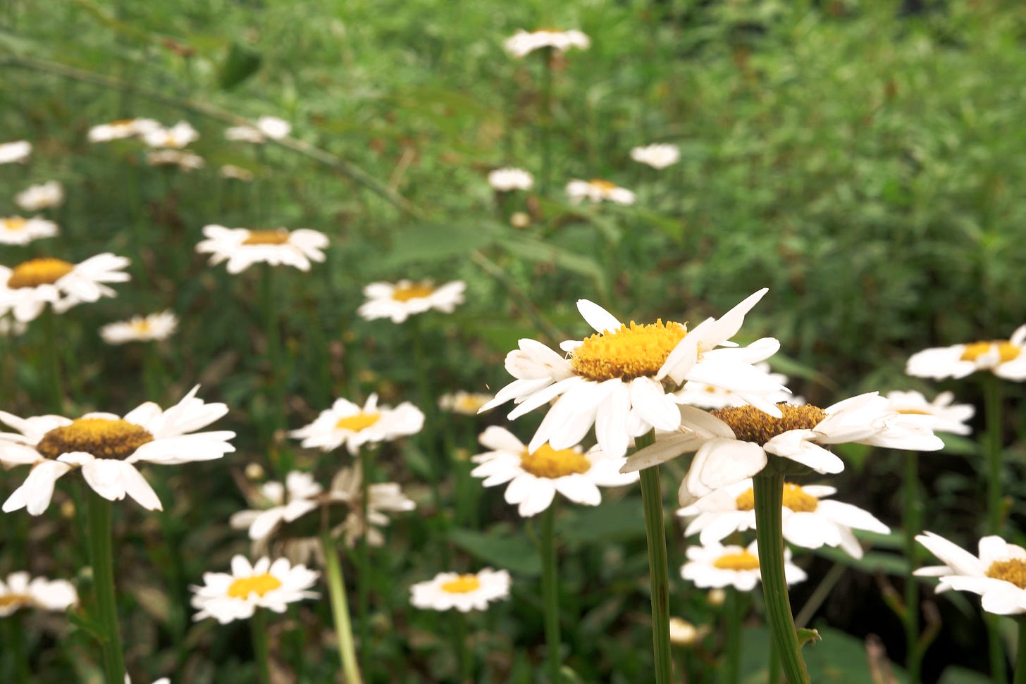 A Case of Creative Injury?