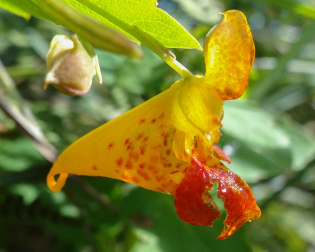 Side view of Jewel-weed (Impatiens capensis) flower.