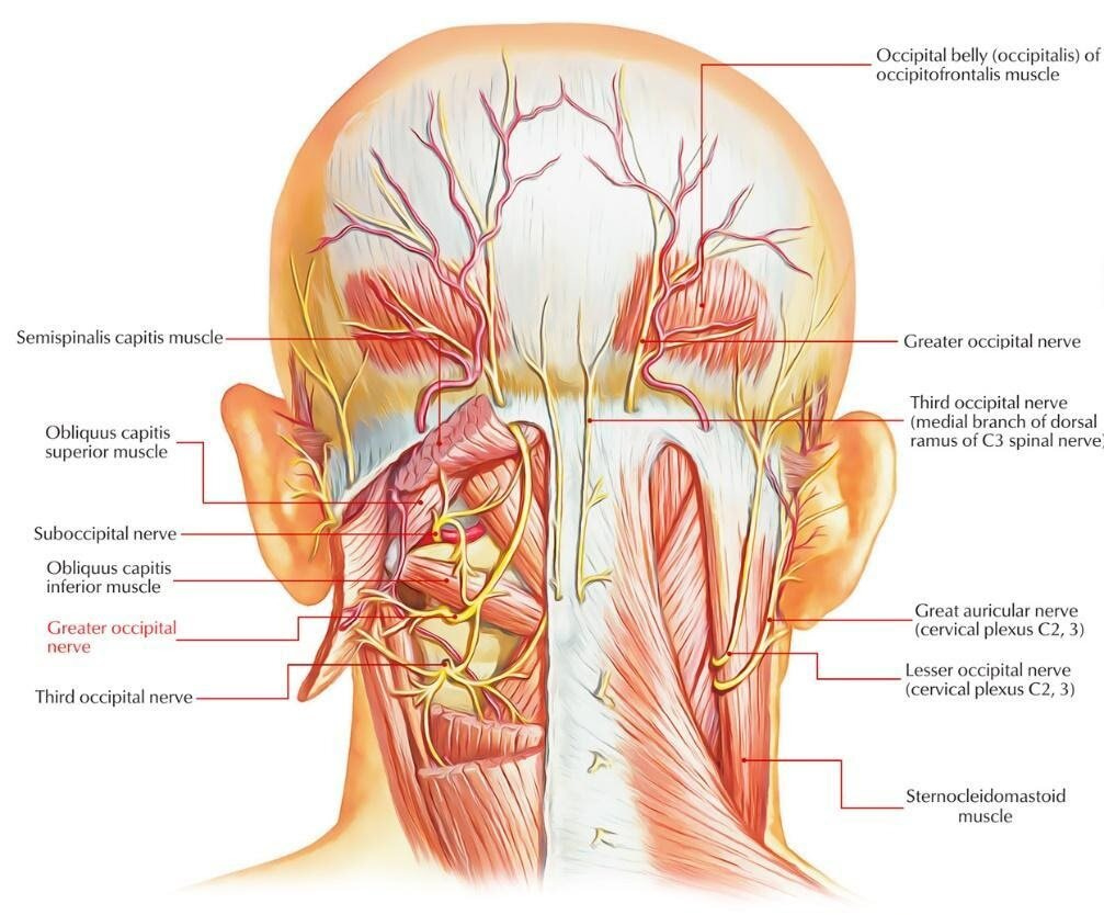 Figure 1: Greater Occipital Nerve Anatomy (6)