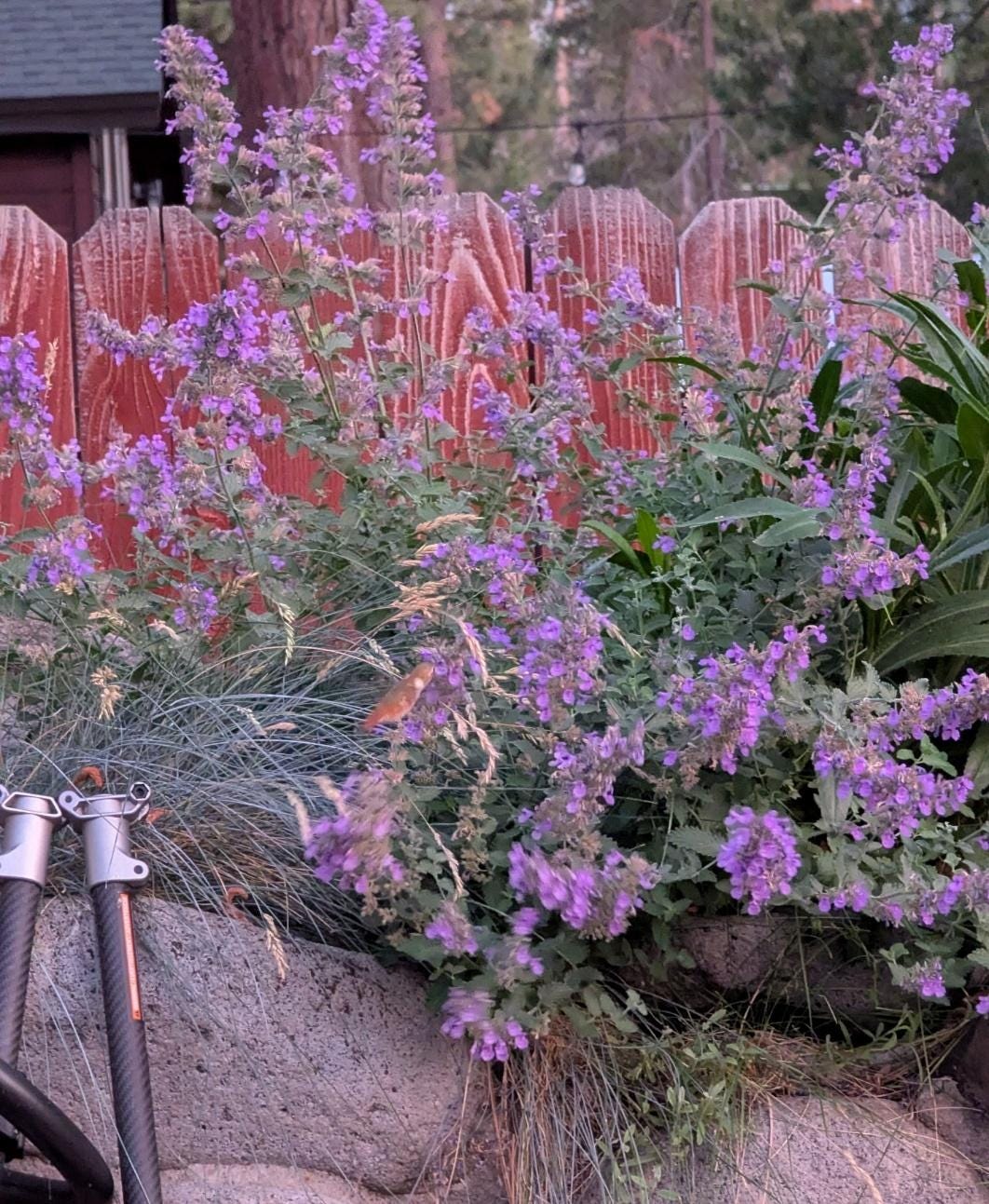 A purple flowers next to a fence

AI-generated content may be incorrect.