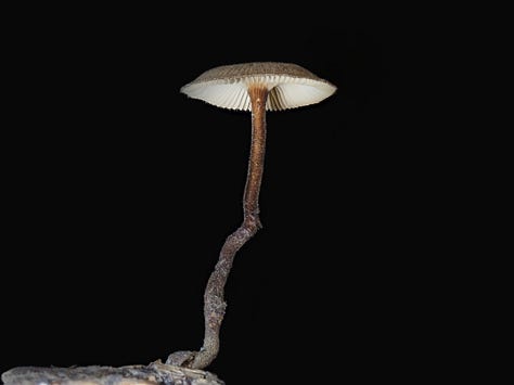 Gilled, tropical polypore - Lentinus velutinus