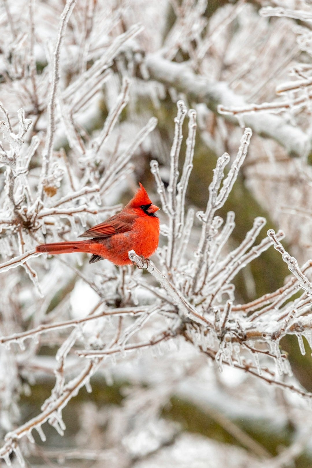 red cardinal bird perched on brown tree branch during daytime red cardinal bird perched on brown tree branch during daytime