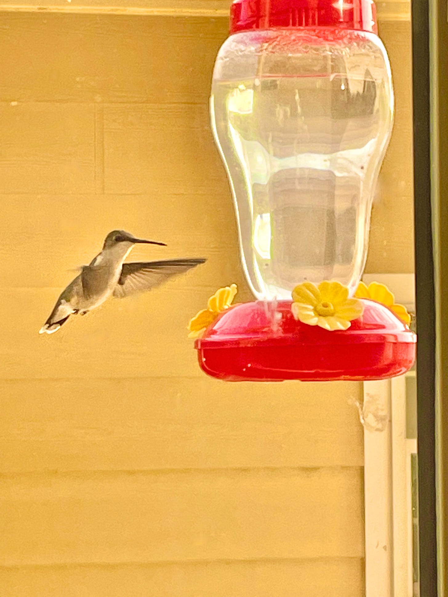 Hummingbird at feeder