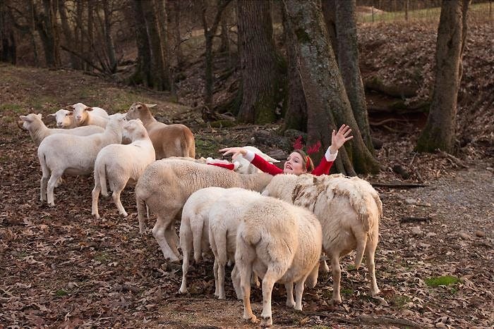 Woman in a Santa suit with red antlers lying on the ground, surrounded by sheep during a Christmas photoshoot.