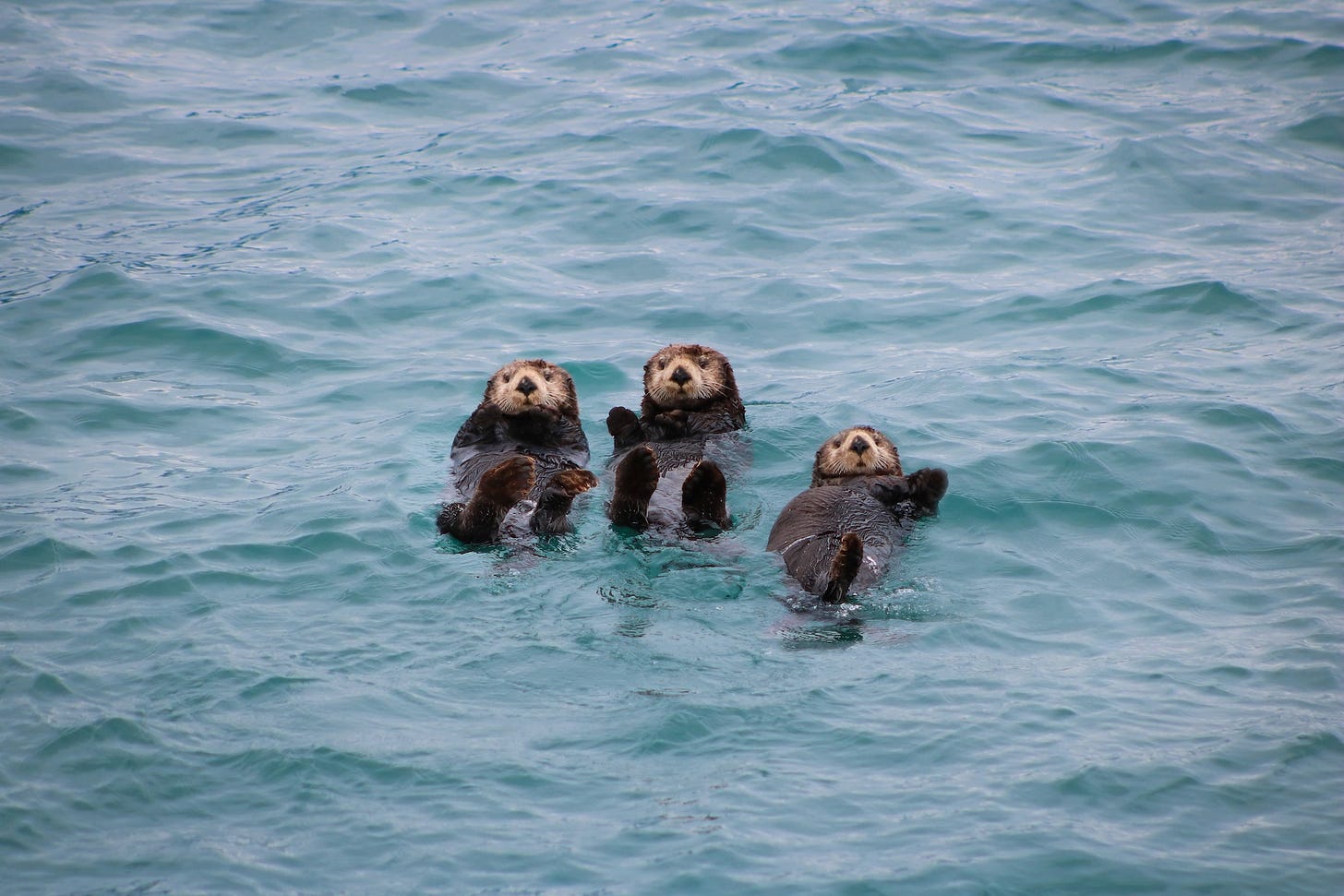 Three otters float on their backs in grayish blue water. They all have their back flippers in the air, looking at the camera, and all three appear to be waving at the camera. Three otters float on their backs in grayish blue water. They all have their back flippers in the air, looking at the camera, and all three appear to be waving at the camera.