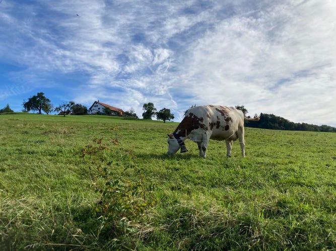 A cow eating grass in a green field. Behind there is a farm and the sky is blue with beautiful clouds.