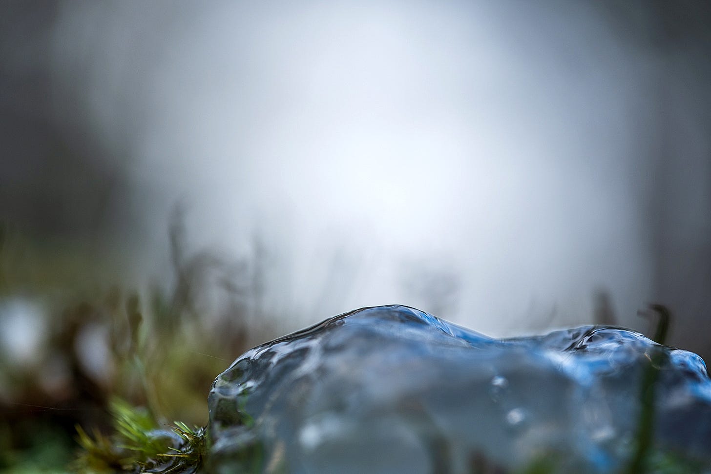 A close-up of a translucent, gelatinous mass (Crystal Brain Fungus) resting on a bed of moss, reflecting the cool, misty light of the forest like a piece of sea glass.