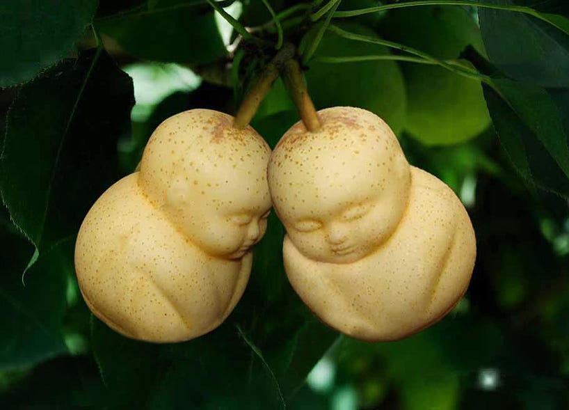 Pear Babies Are Growing on Trees in China - Make: Pear Babies Are Growing on Trees in China - Make: