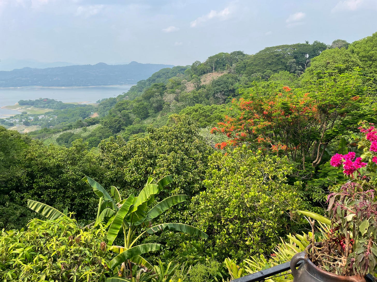 A view from a balcony with a distant body of water, pink flowers in the foreground, and palm trees and other greenery beyond. A view from a balcony with a distant body of water, pink flowers in the foreground, and palm trees and other greenery beyond.
