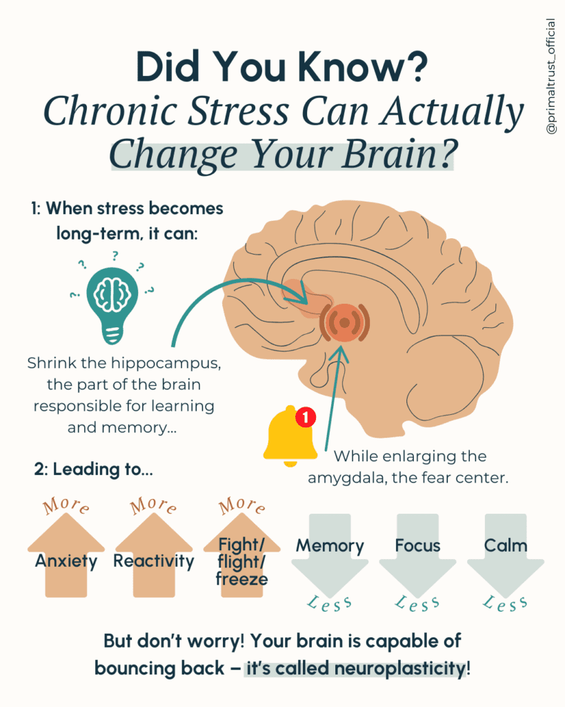 Stress's Toll: How It Damages Your Brain And Body And What To Do - Primal Trust