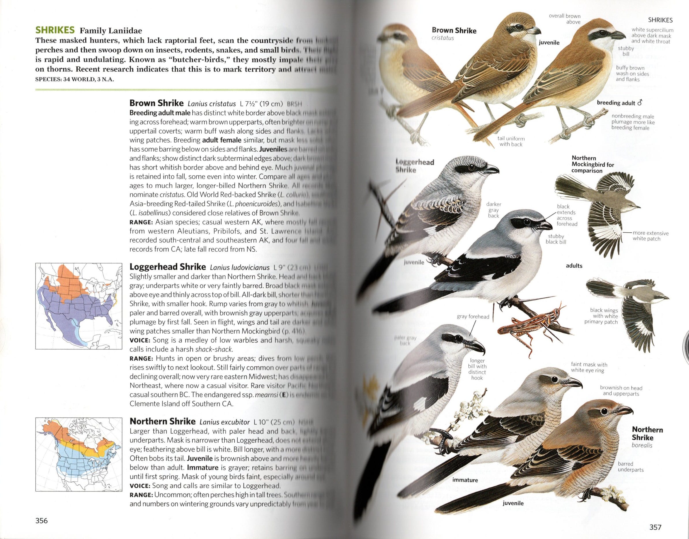 Loggerhead Shrike バードカービング教本 Loggerhead Shrike - Laura Erickson's For the Birds
