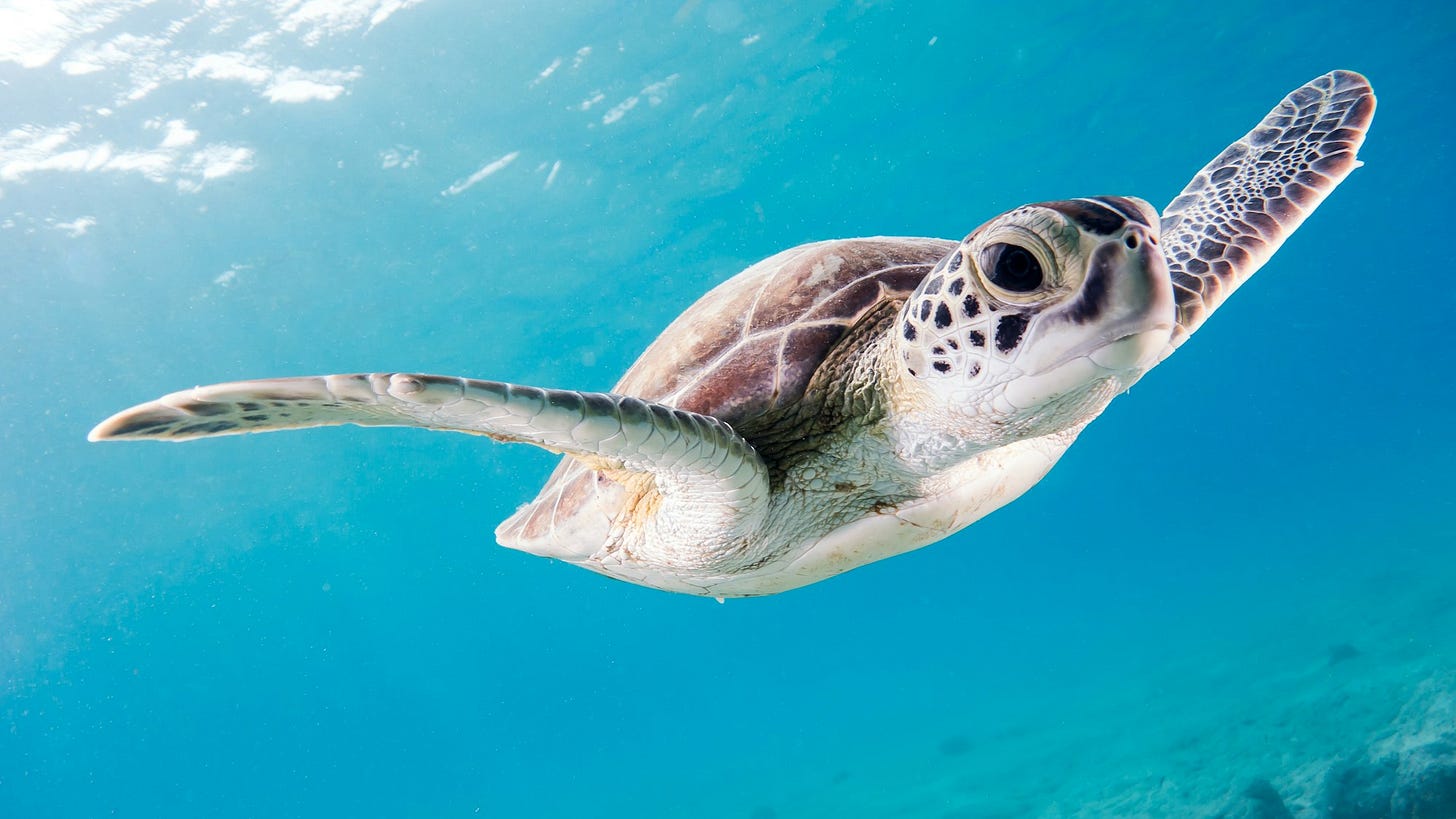 Surprisingly curious, this young turtle swam around us in the shallows during our way out to the Salt Pier, a gorgeous dive site on Bonaire. Surprisingly curious, this young turtle swam around us in the shallows during our way out to the Salt Pier, a gorgeous dive site on Bonaire.