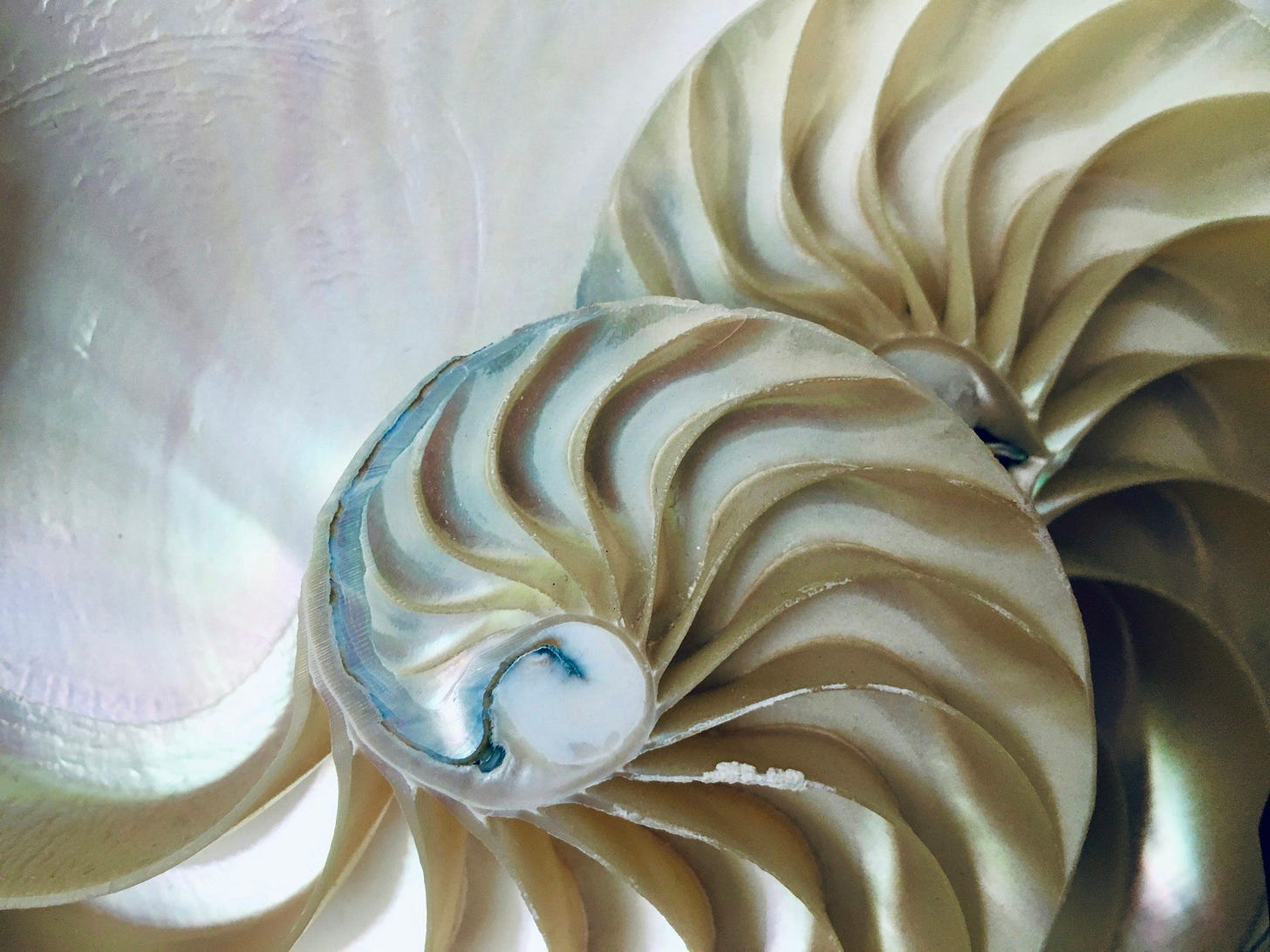 everything connected fibonacci shell