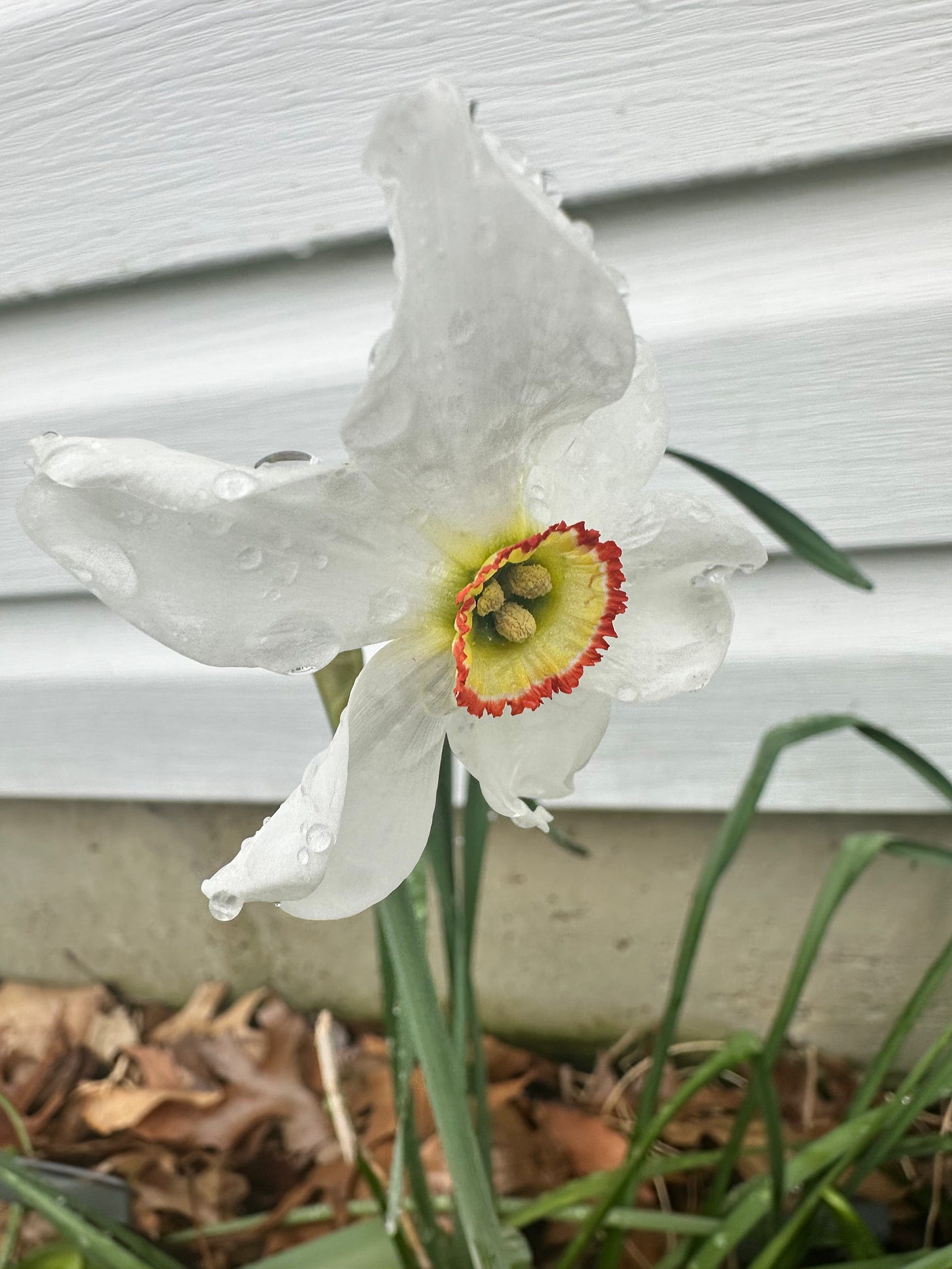 dew-covered white daffodil with a red-edged yellow cup