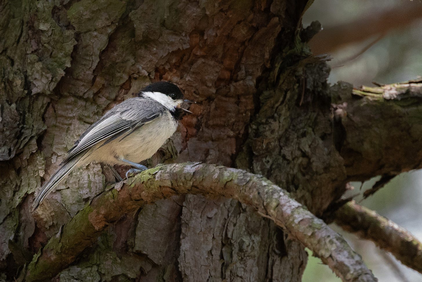 A Eurasian Marsh Tit perched on a branch against a textured tree bark background, showcasing its black cap and creamy feathers.
