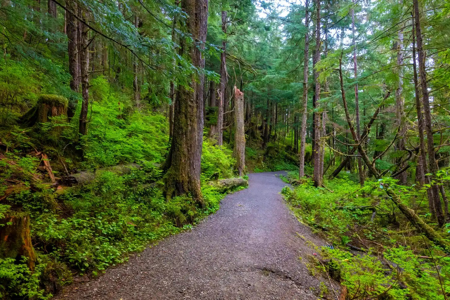 A forest path surrounded by trees and greenery A forest path surrounded by trees and greenery