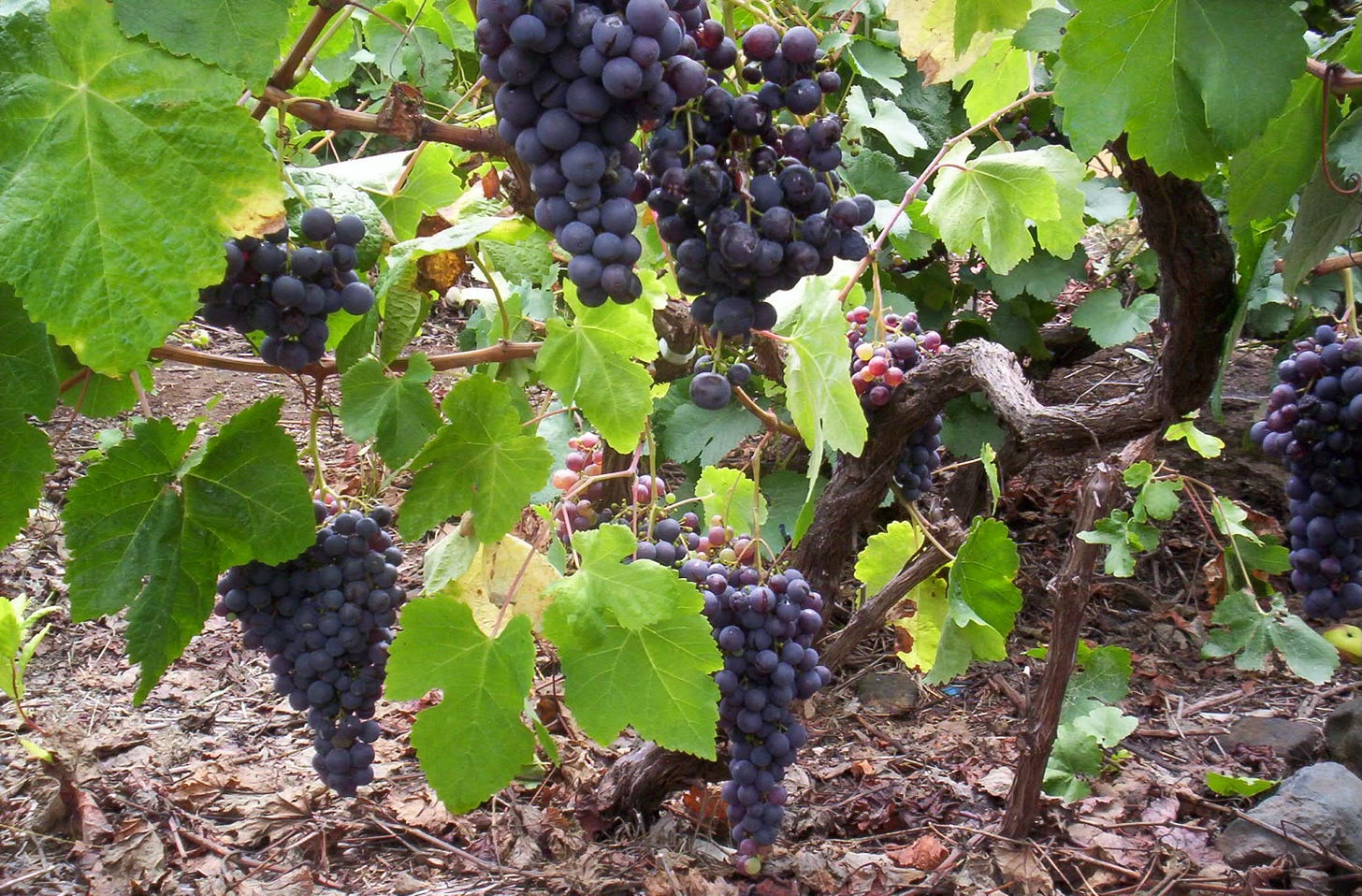 Clusters of dark purple Listán Negro grapes hanging from an old vine with green leaves in Tenerife, Canary Islands.