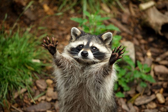 Raccoon Images – Browse 407,818 Stock Photos, Vectors, and Video | Adobe  Stock