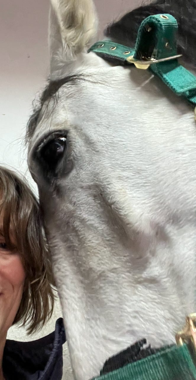 horse head in profile nuzzling person