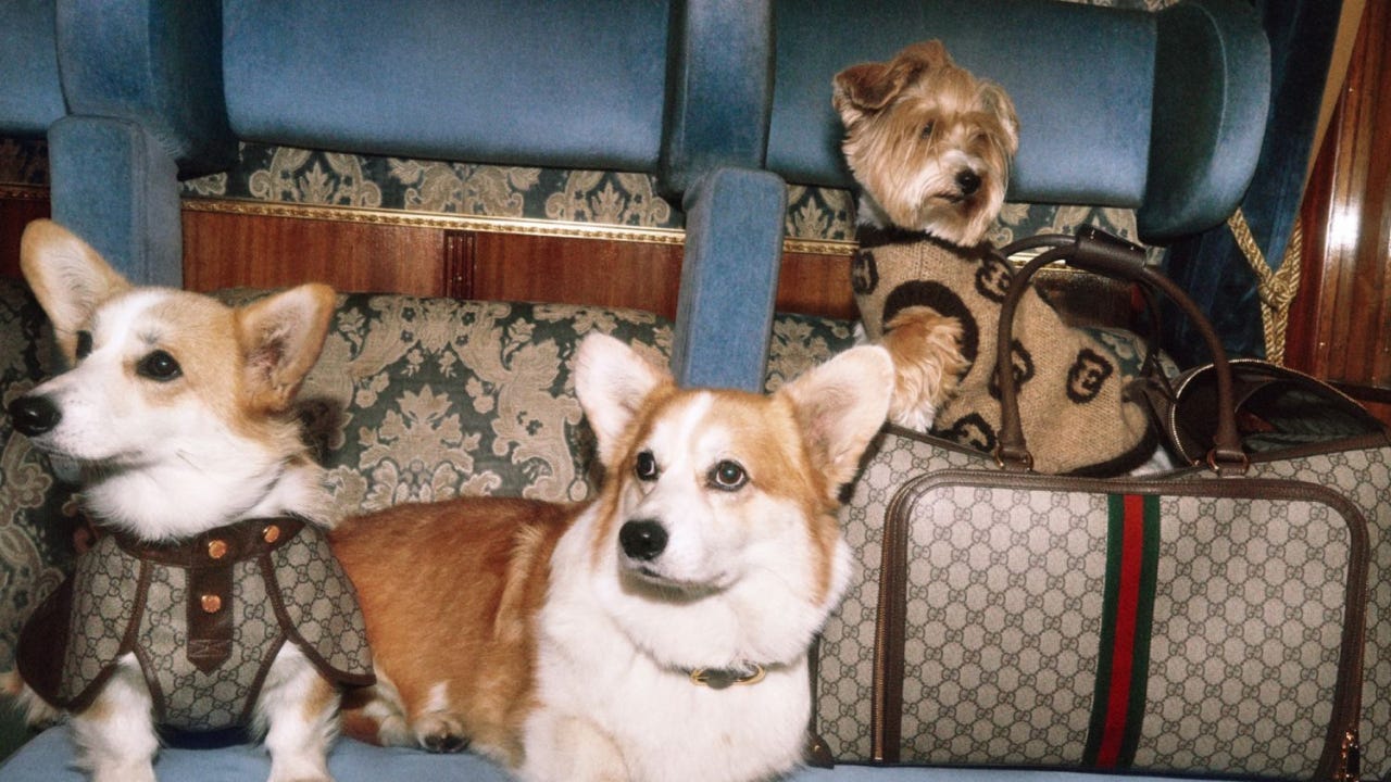 Dogs Became Luxury's Fastest Growing Customer.