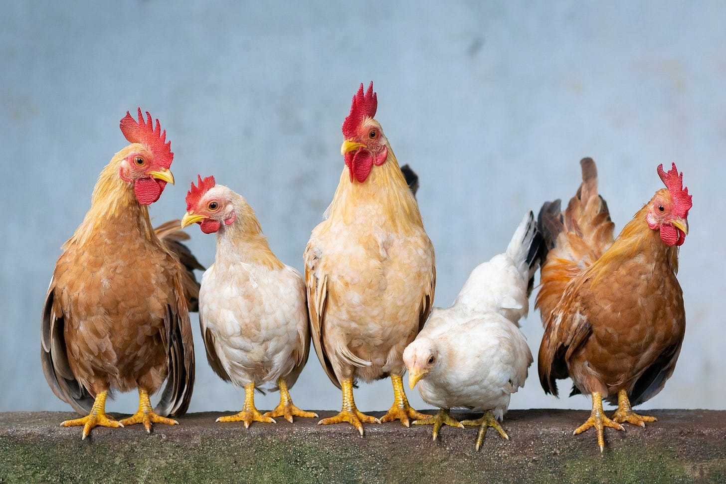 Five chickens in a row. Some are brown, the middle is light brown and two are white. 