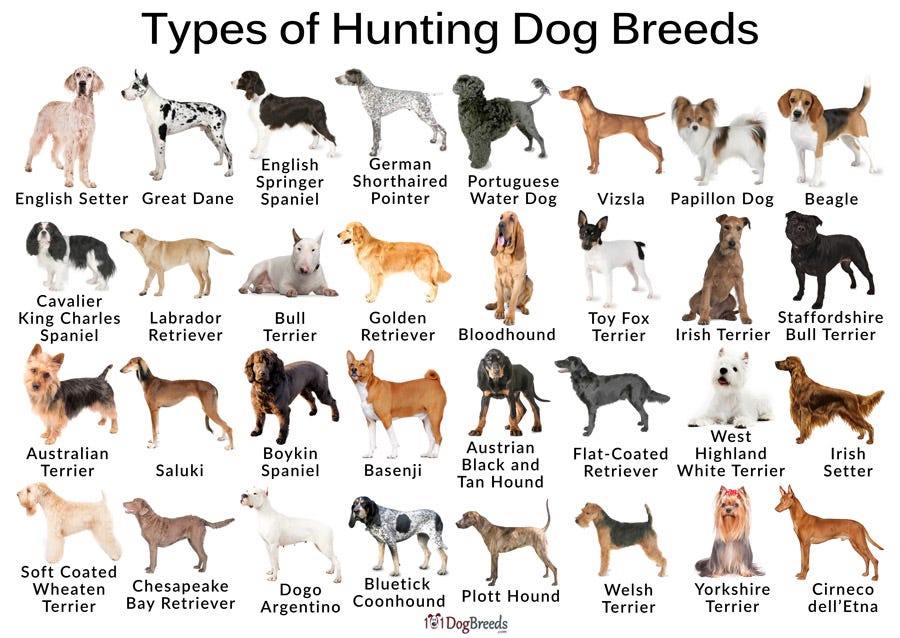 Types of Hunting Dog Breeds