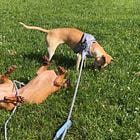 How Bad Is Chicken? Are Expensive Eggs and Chicken Worth The Extra Cost?