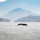 Activate your DNA with Vancouver Island waters ~ Microbiome cleanse