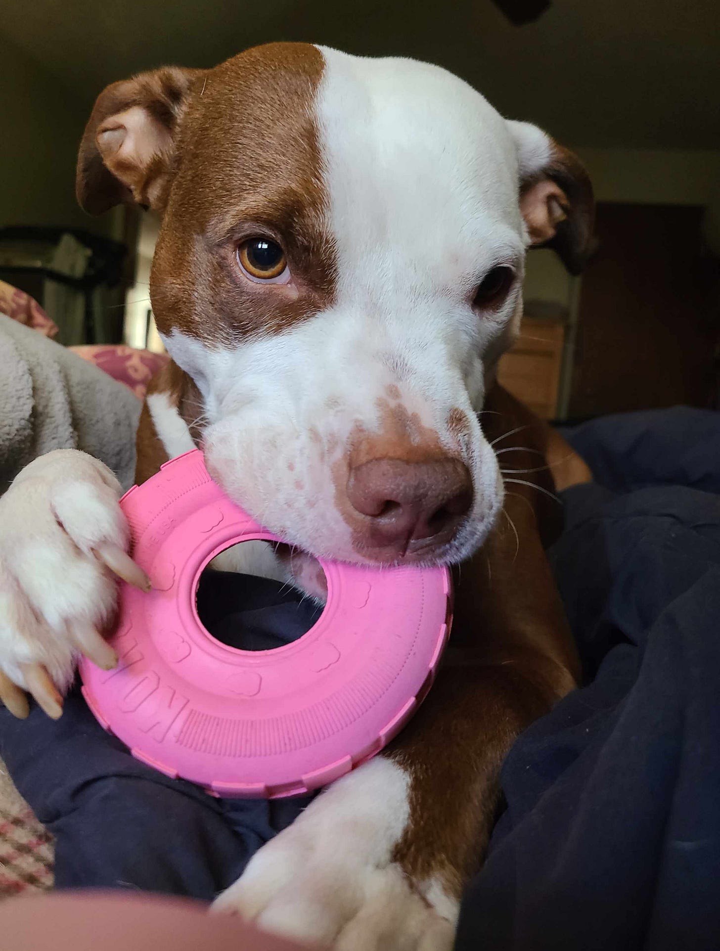 Photo of a dog chewing on a toy.