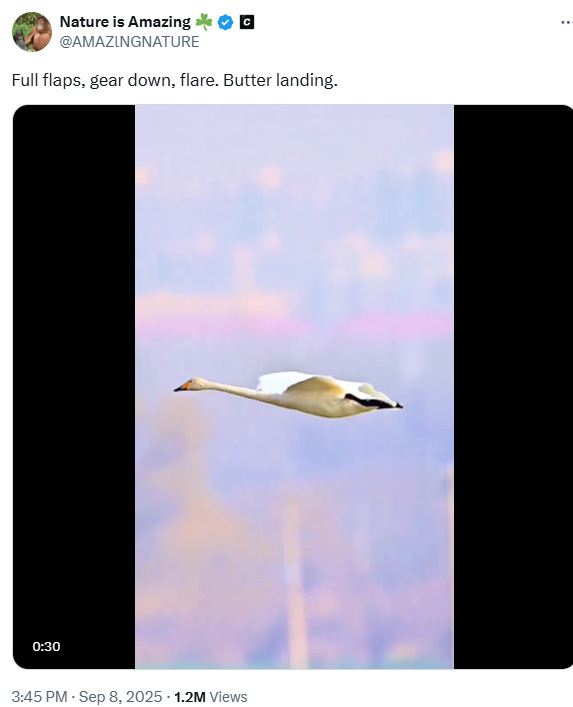 Day Brightener — Smooth Swan Landing