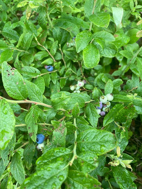 Lowbush blueberries, yarrow, self heal, rudbeckia, cattail shoots, beaked hazelnuts