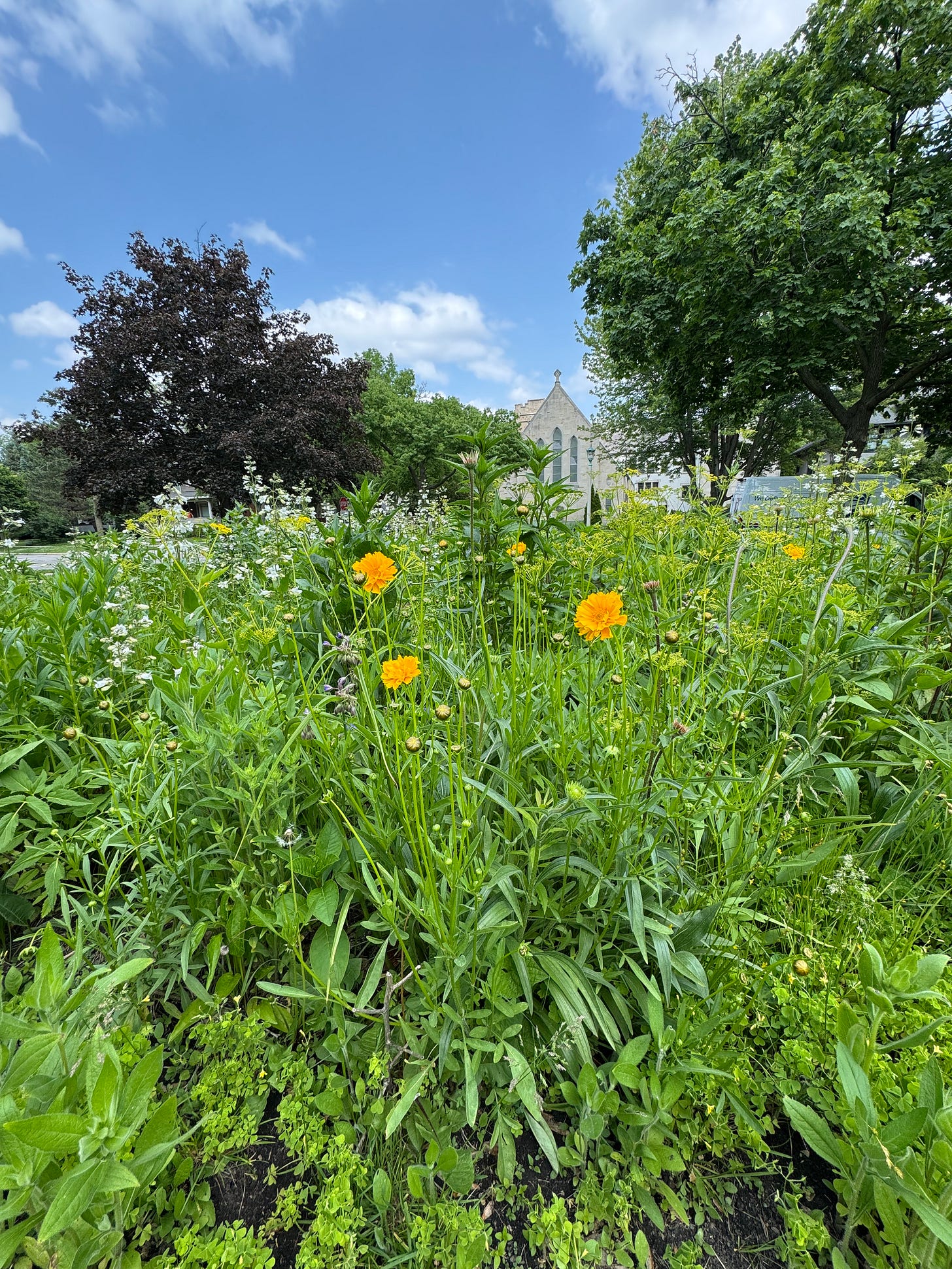 a digital photograph of my garden. bright orange wallflowers in the front, white beardtongues and alexanders behind them, plus a few coneflowers that haven't quite bloomed, and some trees in the background.
