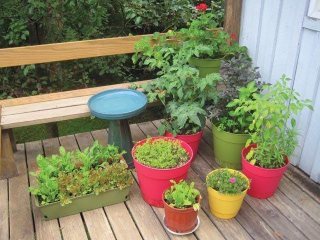 A group of potted plants on a deck
Description automatically generated A group of potted plants on a deck
Description automatically generated