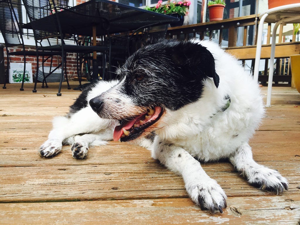 An old black and white terrier dog sits on a deck in Washington, D.C., tongue out. 