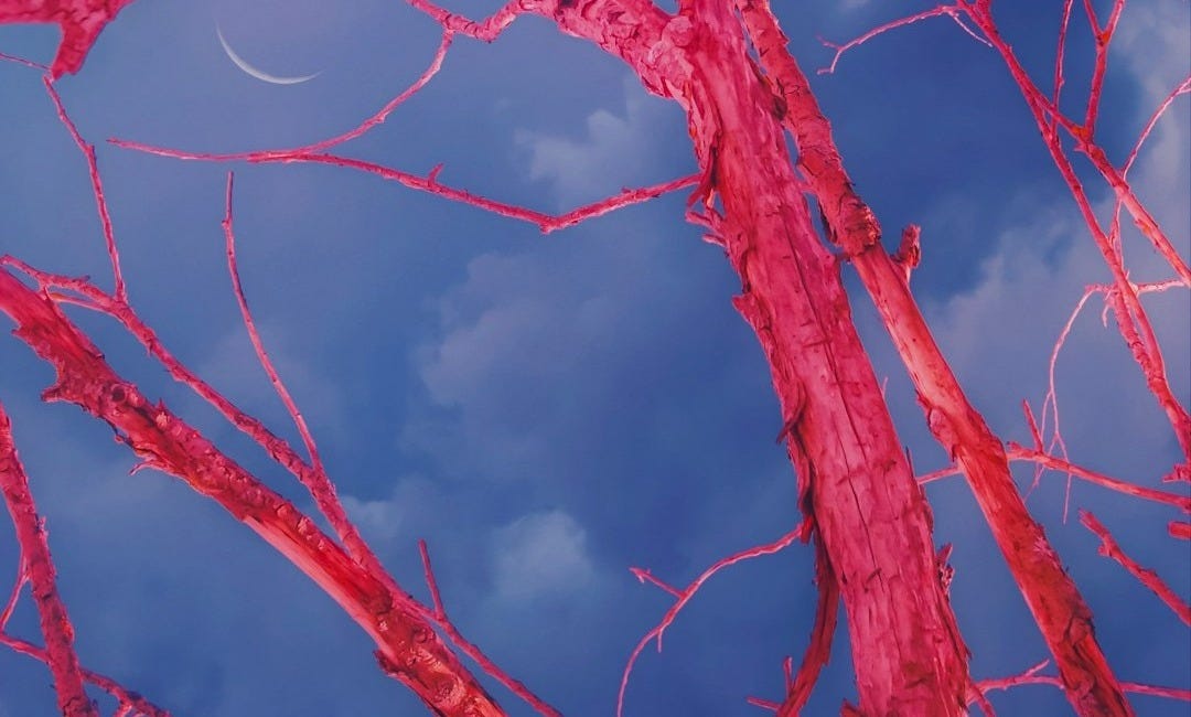 a close up of a tree branch against a blue sky