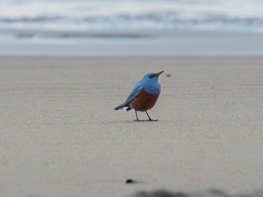 When hobbyist photographer Michael Sanchez snapped this picture of a blue rock-thrush subspecies on the coast of northern Oregon last week, he didn't know how rare the bird was until he posted it to social media.